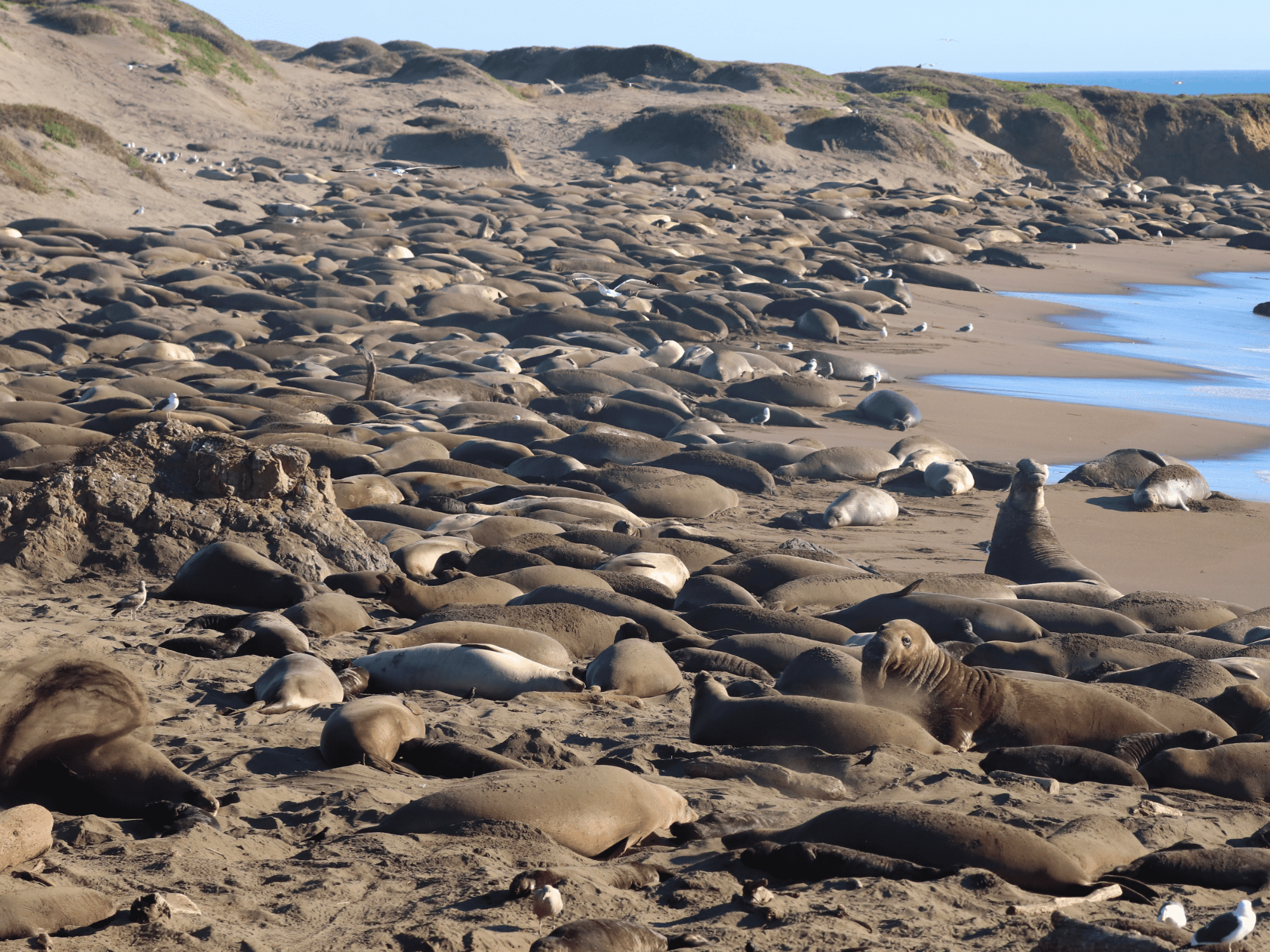 San Simeon Rock View Realty Morro Bay, Los Osos, Cayucos, Real Estate